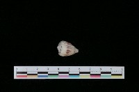 藏品(花環芋螺)的圖片